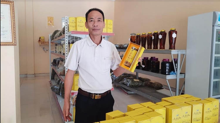 Trà Hoa vàng ngát hương Tây Yên Tử