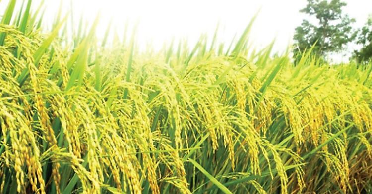 Gạo hữu cơ "nảy mầm" trên cát Gạo hữu cơ "nảy mầm" trên cát