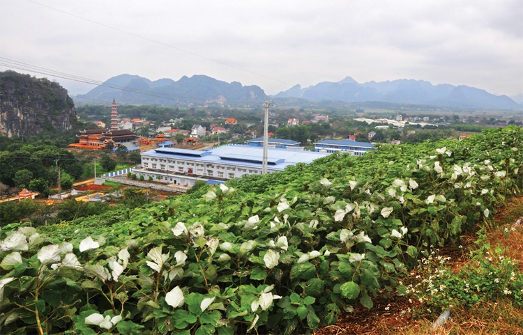 Giấc mơ lớn từ sợi gai nhỏ Giấc mơ lớn từ sợi gai nhỏ