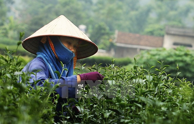 Đầu tư hơn 220 tỷ đồng phát triển thương hiệu chè Thái Nguyên dau tu hon 220 ty dong phat trien thuong hieu che thai nguyen