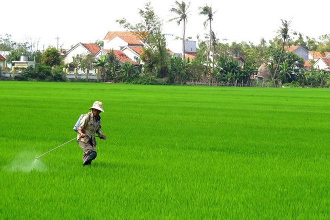 Cả nước tập trung sản xuất vụ Đông Xuân và rau màu vụ Xuân ca nuoc tap trung san xuat vu dong xuan va rau mau vu xuan