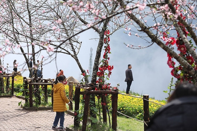 Cận cảnh những loại hoa đào đẹp ngỡ ngàng tại Sun World Fansipan Legend can canh nhung loai hoa dao dep ngo ngang tai sun world fansipan legend