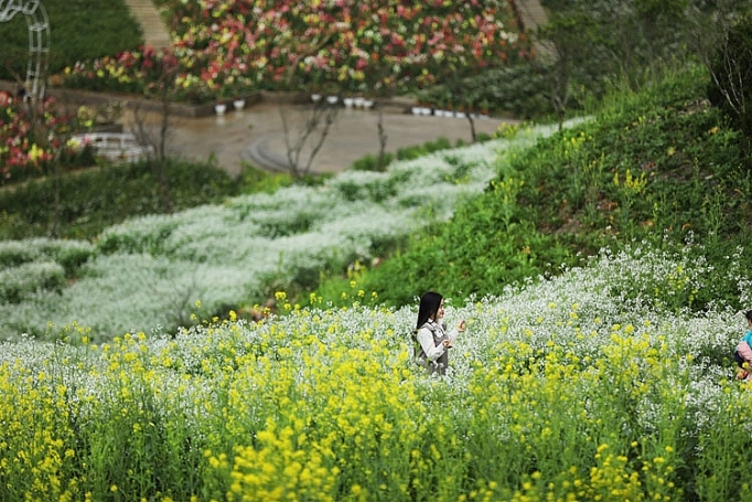 Cận cảnh những loại hoa đào đẹp ngỡ ngàng tại Sun World Fansipan Legend can canh nhung loai hoa dao dep ngo ngang tai sun world fansipan legend