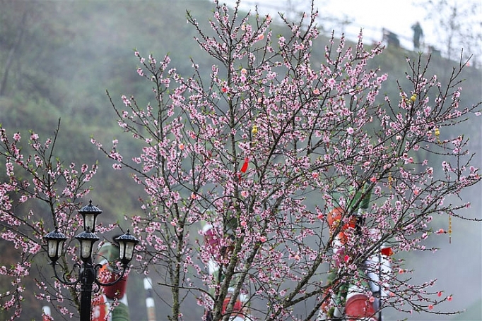 Cận cảnh những loại hoa đào đẹp ngỡ ngàng tại Sun World Fansipan Legend can canh nhung loai hoa dao dep ngo ngang tai sun world fansipan legend