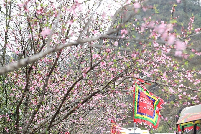 Cận cảnh những loại hoa đào đẹp ngỡ ngàng tại Sun World Fansipan Legend can canh nhung loai hoa dao dep ngo ngang tai sun world fansipan legend