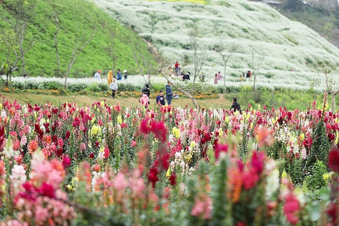 Cận cảnh những loại hoa đào đẹp ngỡ ngàng tại Sun World Fansipan Legend can canh nhung loai hoa dao dep ngo ngang tai sun world fansipan legend