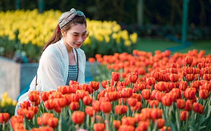 me mai giua doi tulip ngat ngao huong sac tai ba na