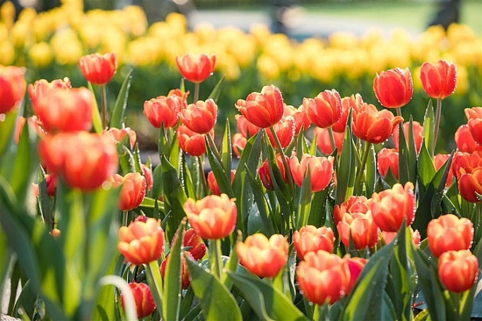 me mai giua doi tulip ngat ngao huong sac tai ba na