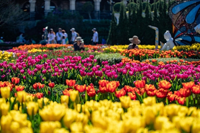me mai giua doi tulip ngat ngao huong sac tai ba na