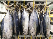 Xuất khẩu cá ngừ tăng trưởng 3 con số trong tháng đầu năm