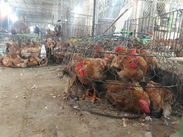 Cảnh buôn bán gia cầm sống tại chợ Hà Vỹ - Thường Tín (Hà Nội)