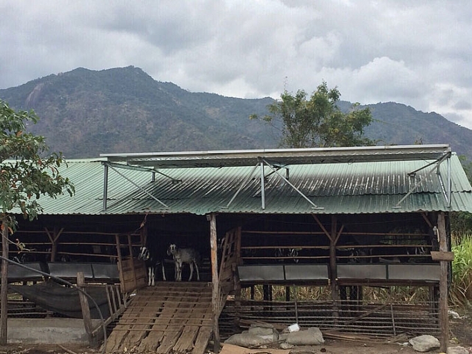 dien mat troi ap mai o ninh thuan vi sao kho nhan rong