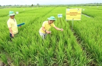 Trung tâm nghiên cứu phát triển Đạm Cà Mau được cấp phép khảo nghiệm phân bón