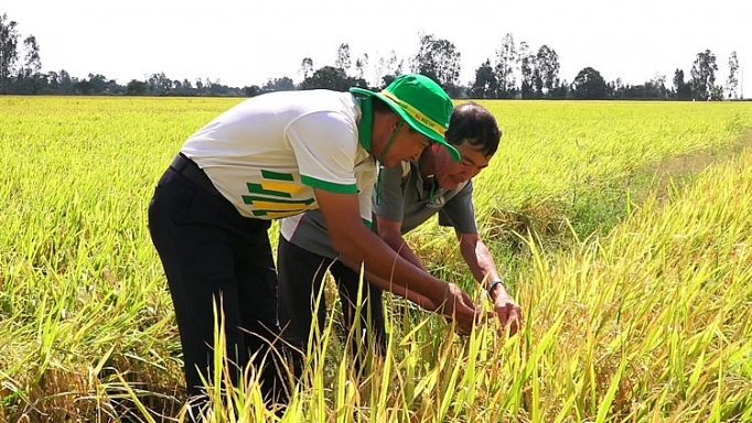 Phân bón Phú Mỹ cùng nhà nông ứng phó thời tiết khắc nghiệt phan bon phu my cung nha nong ung pho thoi tiet khac nghiet