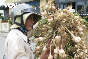 Tỏi Lý Sơn mất mùa, nông dân chồng chất nỗi lo