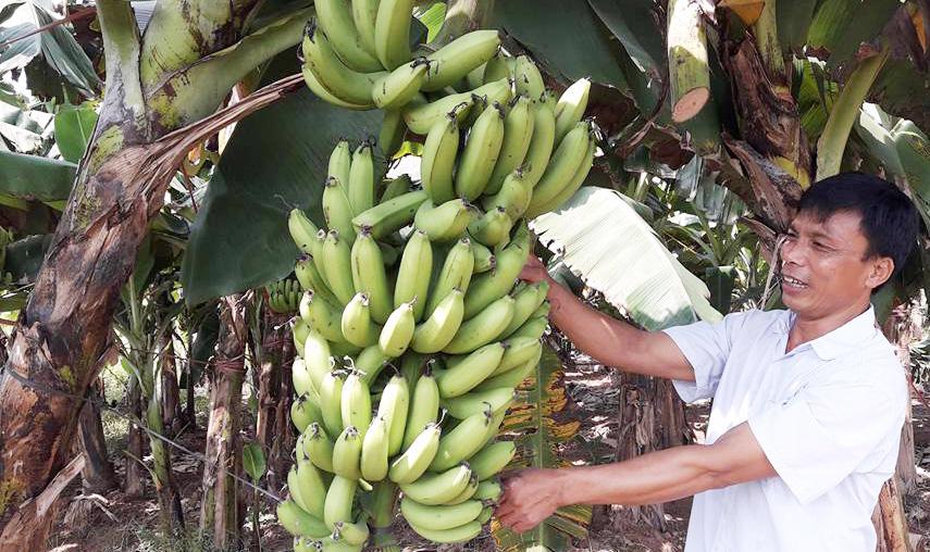 V&amp;ugrave;ng trồng chuối x&amp;atilde; Kim Sơn, huyện Gia L&amp;acirc;m cho hiệu quả kinh tế cao. Ảnh: Ngọc &amp;Aacute;nh