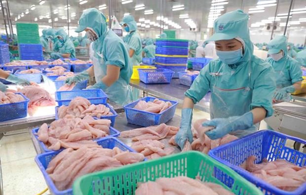 Giá trị xuất khẩu của sản phẩm cá tra trong quý 1 năm nay đã tăng 82% so với cùng kỳ năm ngoái. (Ảnh minh họa: Vũ Sinh/TTXVN)