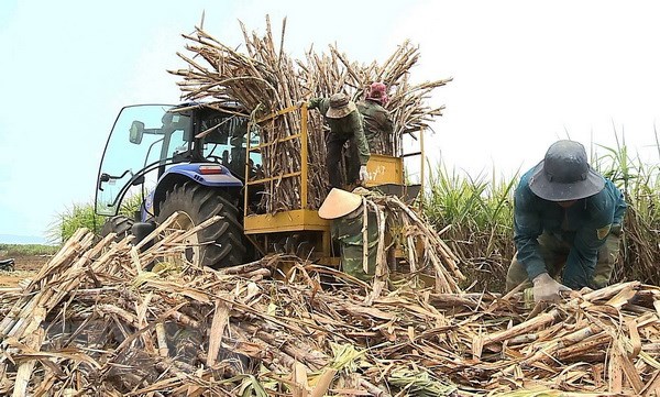 Sẽ duy trì ổn định 300.000ha mía trên cả nước đến năm 2030 se duy tri on dinh 300000ha mia tren ca nuoc den nam 2030