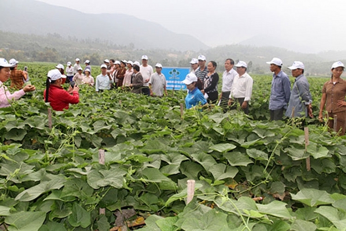 phan bon lam thao tro luc cho cay su su tam dao
