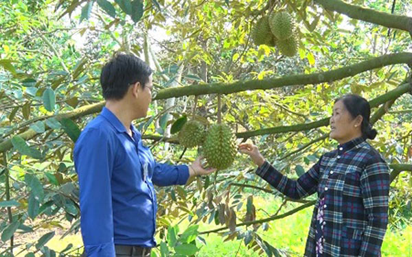 Giá sầu riêng giảm mạnh gia sau rieng giam manh