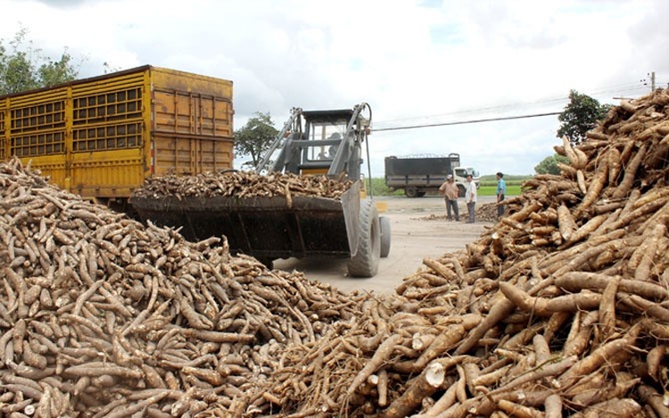 Gỡ vướng cho ngành sắn là tâm tư của hơn 1,2 triệu lao động Gỡ vướng cho ngành sắn là tâm tư của hơn 1,2 triệu lao động