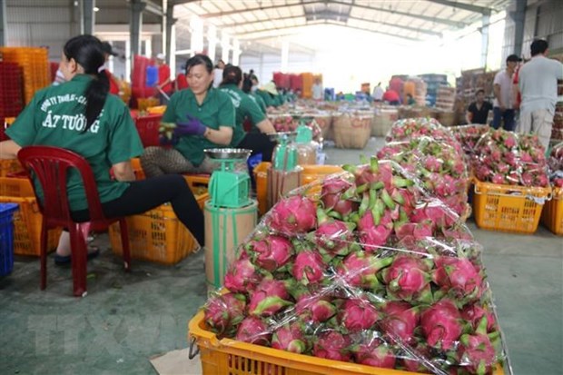 Mã số vùng trồng - “chìa khóa” đưa nông sản Việt vươn xa hình ảnh 2 Ma so vung trong - “chia khoa” dua nong san Viet vuon xa hinh anh 2