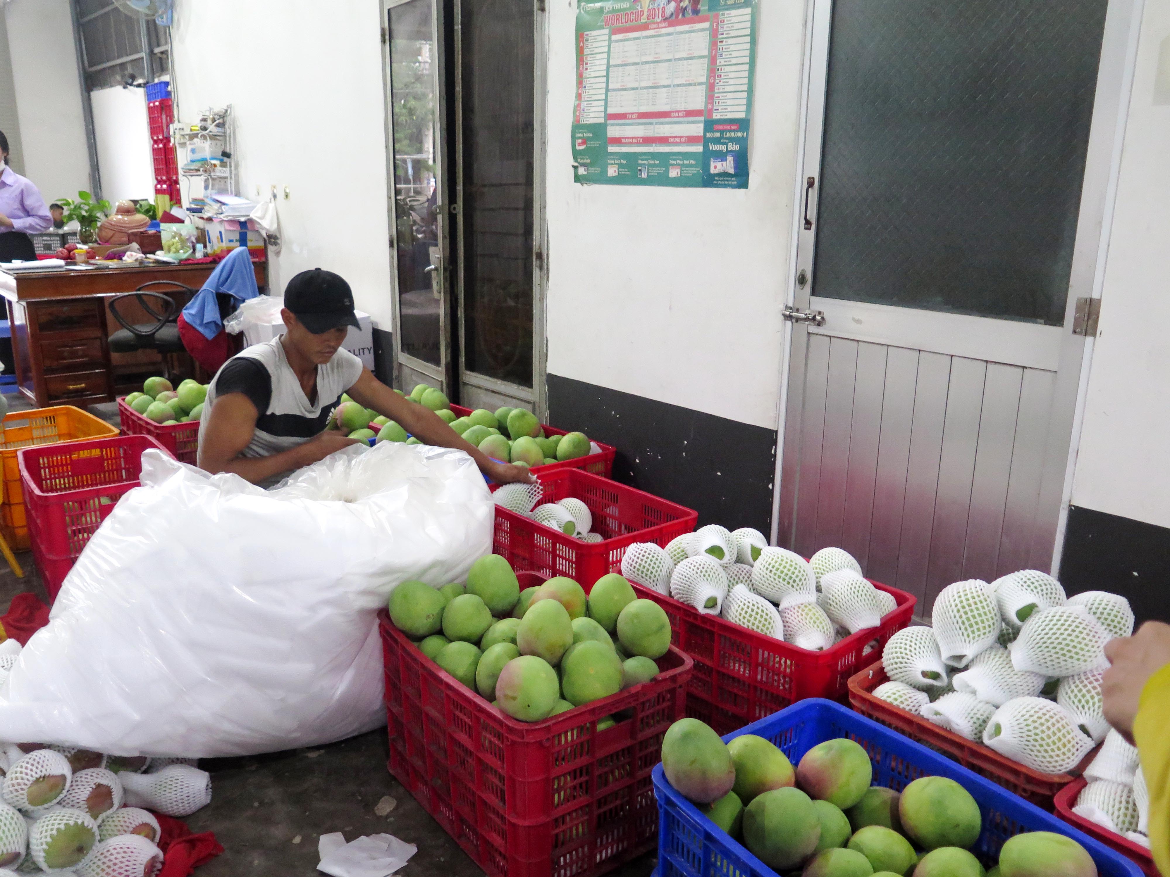 Xo&amp;agrave;i &amp;Uacute;c được đ&amp;oacute;ng g&amp;oacute;i để đưa đi c&amp;aacute;c TP Hồ Ch&amp;iacute; Minh v&amp;agrave; H&amp;agrave; Nội. (Ảnh: Trung Vũ).