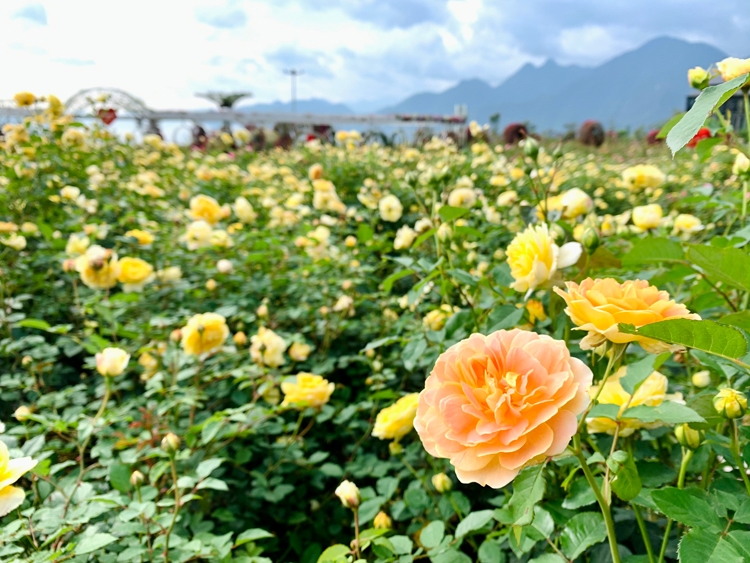 Có gì đặc biệt ở Lễ hội hoa hồng Fansipan 2022? Có gì đặc biệt ở Lễ hội hoa hồng Fansipan 2022?