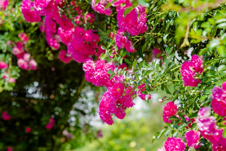 Có gì đặc biệt ở Lễ hội hoa hồng Fansipan 2022? Có gì đặc biệt ở Lễ hội hoa hồng Fansipan 2022?