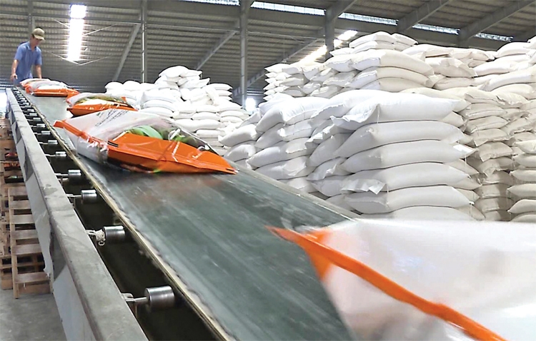 Gạo Việt tấp nập đơn hàng Gạo Việt tấp nập đơn hàng