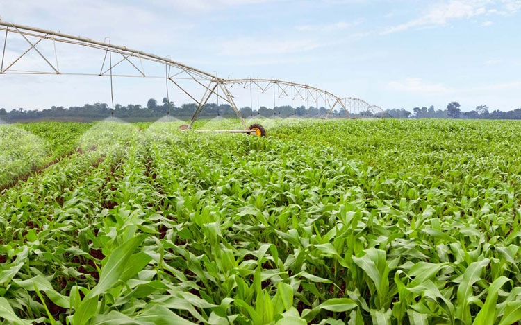 Cải cách nông nghiệp là chìa khóa tăng trưởng cai cach nong nghiep la chia khoa tang truong