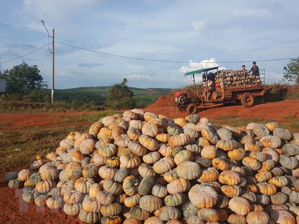 Chung tay hỗ trợ tiêu thụ bí đỏ, dưa hấu tại TP Hồ Chí Minh chung tay ho tro tieu thu bi do dua hau tai tp ho chi minh