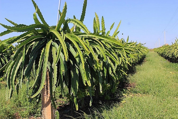 san xuat thanh long sach an toan de phat trien ben vung