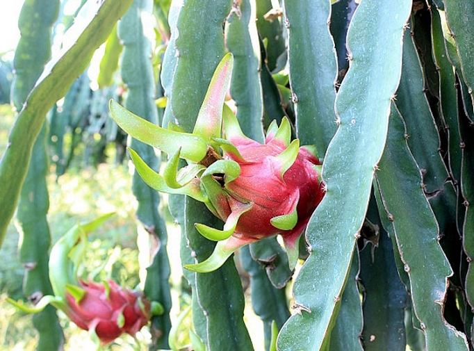 san xuat thanh long sach an toan de phat trien ben vung