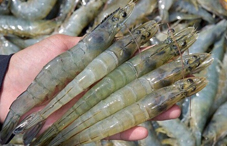 Xuất khẩu thủy sản sang Trung Quốc tiếp tục giảm mạnh