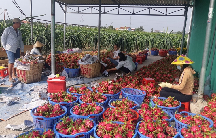 Xuất khẩu thanh long vào Australia và New Zealand: Khai thác cơ hội mới Xuất khẩu thanh long vào Australia và New Zealand: Khai thác cơ hội mới