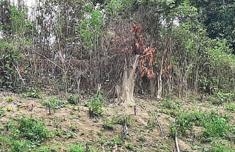 Tỉnh Thanh Hóa cần xử lý nghiêm tập thể, cá nhân để xảy ra nhiều vụ phá rừng Tỉnh Thanh Hóa cần xử lý nghiêm tập thể, cá nhân để xảy ra nhiều vụ phá rừng