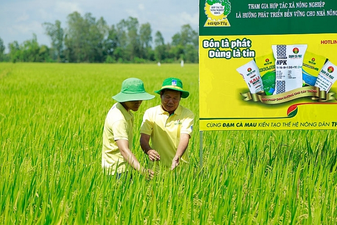 Sẵn sàng cung cấp sản phẩm phân bón NPK chất lượng cao cho Vụ Đông Xuân 2019 du an npk ca mau san sang cung cap san pham phan bon npk chat luong cao cho vu dong xuan 2019