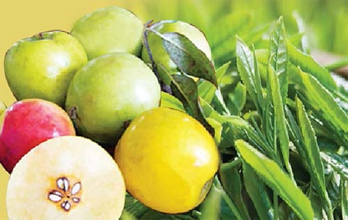 Táo mèo phòng chống tăng huyết áp tao meo phong chong tang huyet ap