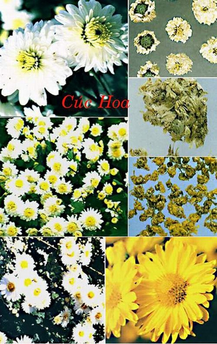 Táo mèo phòng chống tăng huyết áp tao meo phong chong tang huyet ap