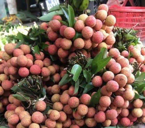 Vải thiều xuất khẩu được giá vai thieu xuat khau duoc gia