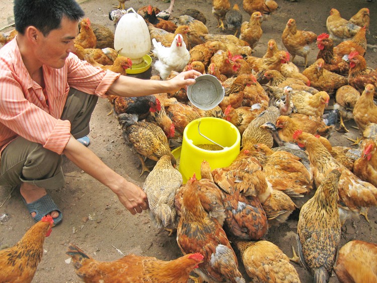 "Nóng" giá thức ăn chăn nuôi "Nóng" giá thức ăn chăn nuôi