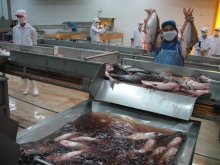 Xuất khẩu thủy sản tăng tới 46%