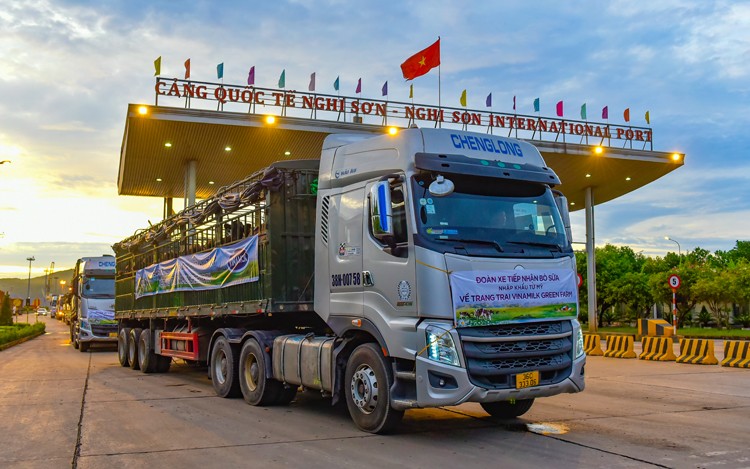 Vinamilk tiếp nhận thành công hơn 1.500 bò sữa nhập từ Mỹ về các trang trại Green Farm