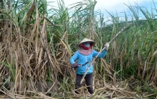 Hiệp định ATIGA: Thách thức và cơ hội của ngành mía đường Việt Nam