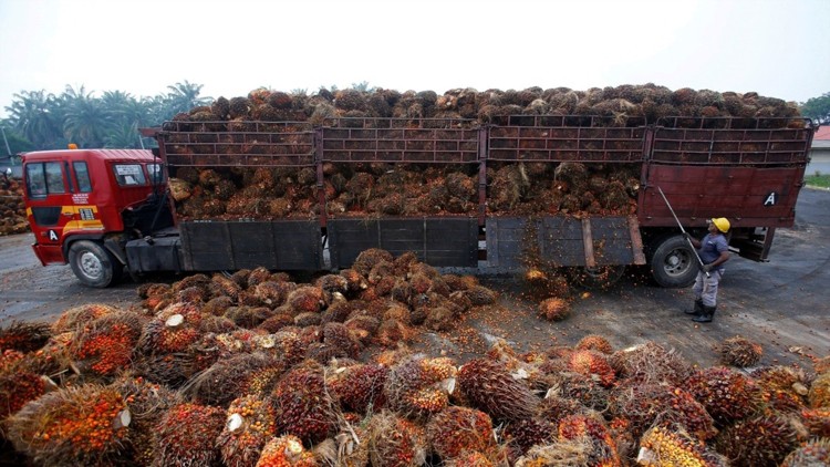 Lựa chọn của EU trong tranh chấp dầu cọ với các nước ASEAN Lựa chọn của EU trong tranh chấp dầu cọ với các nước ASEAN