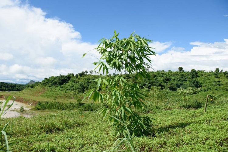 Thực hiện cam kết trung hòa carbon Thực hiện cam kết trung hòa carbon