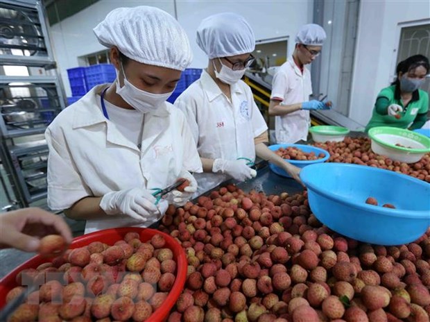 Bước tiến lớn đưa trái cây Việt Nam xuất khẩu sang Hoa Kỳ hình ảnh 1 Buoc tien lon dua trai cay Viet Nam xuat khau sang Hoa Ky hinh anh 1