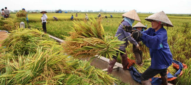 sap nhap thu do buoc dem cho nong nghiep huyen me linh phat trien
