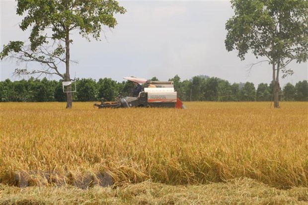 Đề xuất các giải pháp đẩy nhanh việc tiêu thụ lúa Hè Thu hình ảnh 1 De xuat cac giai phap day nhanh viec tieu thu lua He Thu hinh anh 1